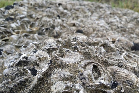 海洋沉积物监测