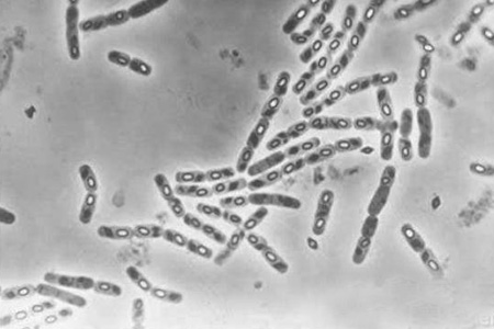 海洋生物生态调查